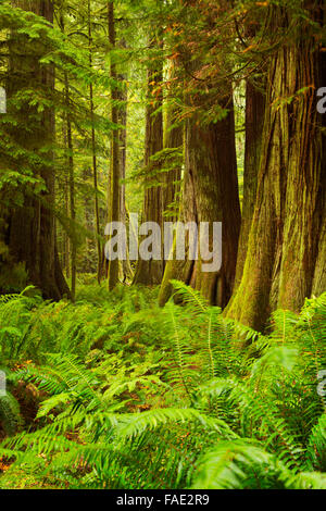 Dans la forêt tropicale luxuriante Cathedral Grove sur l'île de Vancouver, Canada. Banque D'Images