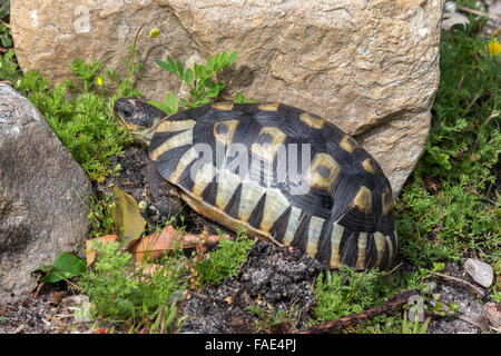 Leopard (montagne) (Stigmochelys pardalis tortue), parc national de Table Mountain, Western Cape, Afrique du Sud Banque D'Images