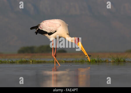 Yellowbilled stork (Mycteria ibis) avec des poissons, Zimanga Private Game Reserve, KwaZulu-Natal, Afrique du Sud Banque D'Images