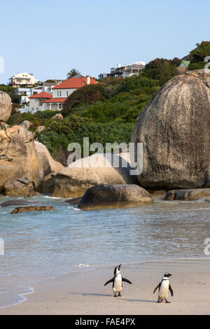 Pingouins africains (Spheniscus demersus) Paire de rejoindre colonie sur Foxy Beach, parc national de Table Mountain, Simon's Town, Banque D'Images