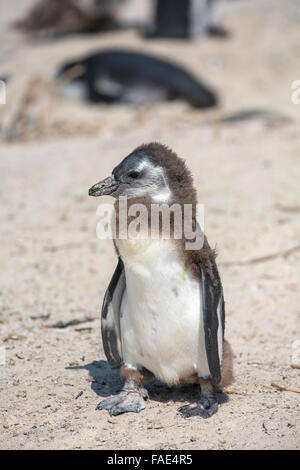 De jeunes Africains (Spheniscus demersus), Foxy Beach, Simons, Table Mountain National Park, Afrique du Sud Banque D'Images