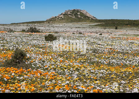 Fleurs sauvages, section Postberg, West Coast national park, Western Cape, Afrique du Sud Banque D'Images