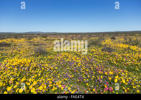 Fleurs sauvages, Papkuilsfontein ferme, Nieuwoudtville, Northern Cape, Afrique du Sud Banque D'Images