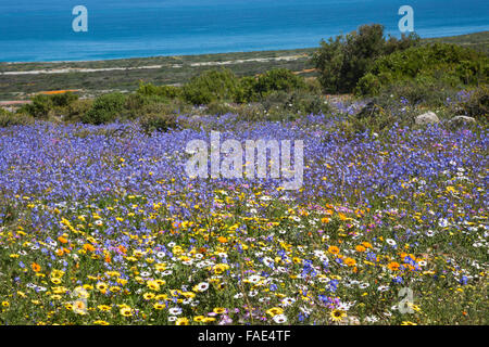 Printemps fleurs sauvages, section Postberg, West Coast National Park, Western Cape, Afrique du Sud Banque D'Images