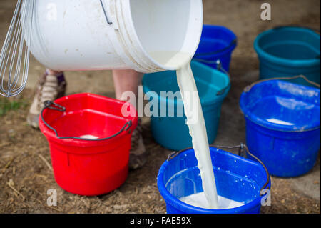Verser le lait dans des récipients séparés Banque D'Images