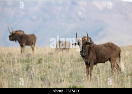 Le gnou (Connochaetes gnou noir), Mountain Zebra national park, Afrique du Sud Banque D'Images