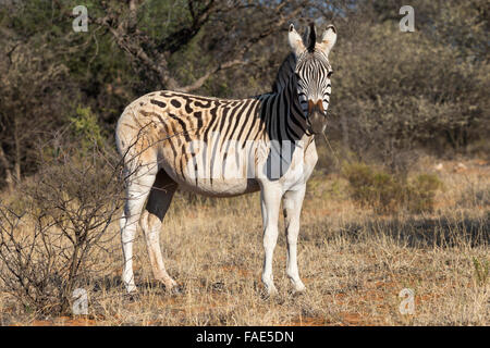 À croupion pâle zebra (Equus quagga quagga) avec-comme caractéristiques, Mokala National Park, Afrique du Sud Banque D'Images