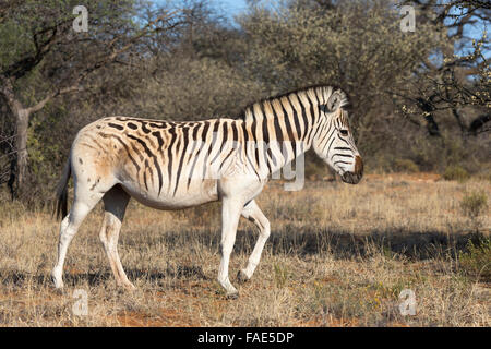 À croupion pâle zebra (Equus quagga quagga) avec-comme caractéristique, Mokala National Park, Afrique du Sud Banque D'Images