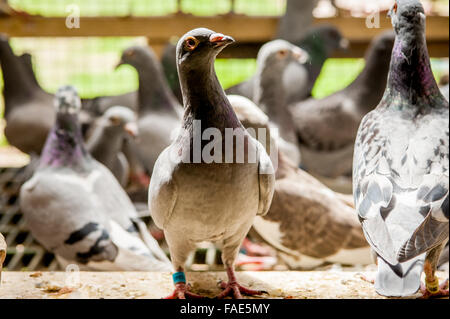 Les pigeons dans une grange Banque D'Images