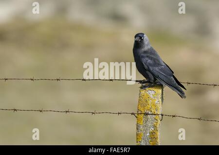 Choucas Choucas eurasien - Commun - Western Jackdaw (Corvus monedula) perché une clôture Banque D'Images