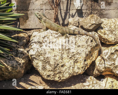 Iguane, GRAND TERRE, GUDELOUPE - DÉCEMBRE 2015 Banque D'Images