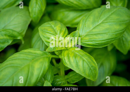 Close up de basilic frais Banque D'Images