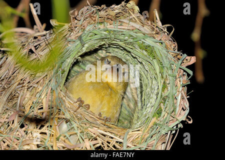 Femme masquée du Sud, Weaver Ploceus velatus, dormir dans le nid Banque D'Images