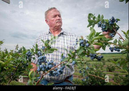 Agriculteur dans son patch de bleuets Banque D'Images