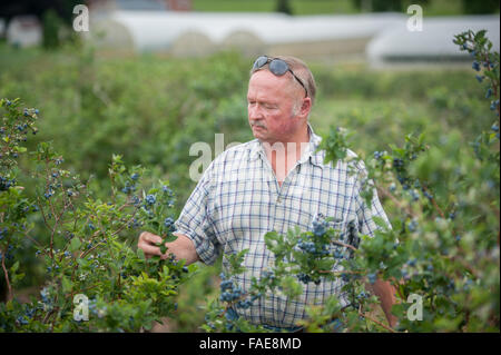 Agriculteur dans son patch de bleuets Banque D'Images