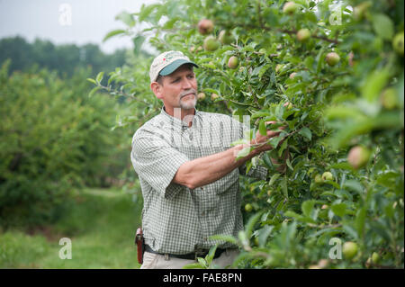 Agriculteur à plus de ses récoltes Banque D'Images