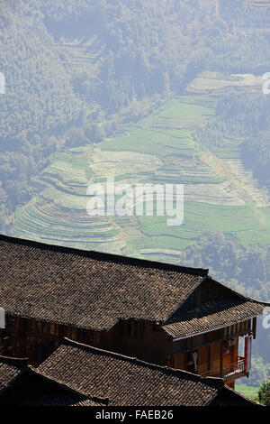 Longji terrasses de riz,Dazhai, villages alentours,les récoltes de riz,Zhuang et Yao,Villages,Province du Guangxi Longsheng,CHINE,Personnes' Banque D'Images