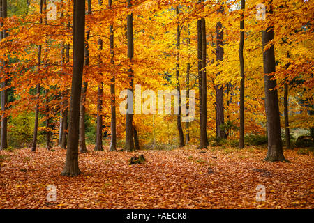 Les arbres d'automne Banque D'Images