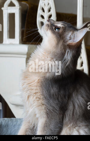 Bleu (gris) Somali chaton. Banque D'Images