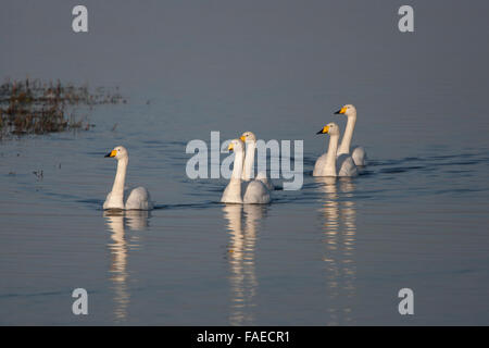 Cygne chanteur Cygnus cygnus, troupeau, natation, Banque D'Images