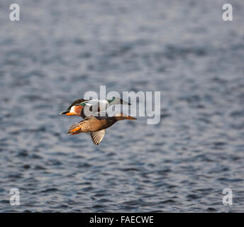 Canard souchet, le Canard souchet, Anas clypeata, paire en vol, Banque D'Images