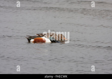 Canard souchet, le Canard souchet, Anas clypeata, paire, Drake, homme natation, l'alimentation Banque D'Images