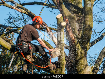 Tree Surgeon suspendu à des cordes dans une arborescence à l'aide d'une tronçonneuse pour couper des branches vers le bas. A la tronçonneuse de sciure et de gravillons autour de lui. Banque D'Images