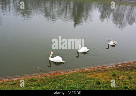 Le Lac des cygnes naviguer et regarder la côte. Banque D'Images