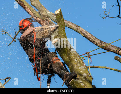 Scie à utiliser par un chirurgien de l'arbre tout en haut dans un arbre qu'on abat. La sciure et copeaux volent. La branche d'un arbre est en train de couper des arbres avec une tronçonneuse Banque D'Images