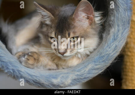 Bleu (gris) Somali chaton. Dans une tour de chat. Banque D'Images