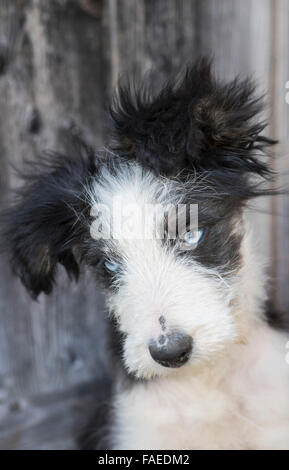 Scruffy charmante ferme cross border collie chiot en Ecosse Banque D'Images