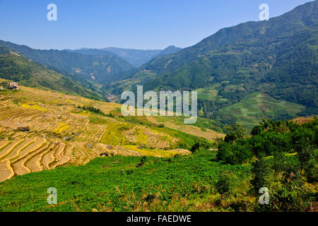 Longji terrasses de riz,Dazhai, villages alentours,les récoltes de riz,Zhuang et Yao,Villages,Province du Guangxi Longsheng,CHINE,Personnes' Banque D'Images
