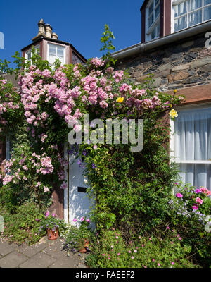 Rosiers grimpants sur un chalet dans le village de Broughton, la région de Tweeddale, Scottish Borders Banque D'Images