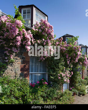 Rosiers grimpants sur un chalet dans le village de Broughton, la région de Tweeddale, Scottish Borders Banque D'Images