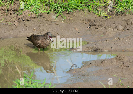 La Zambie, le parc national de South Luangwa, Mfuwe. (Hamerkop Scopus umbretta) sauvage : poisson dans la bouche. AKA hammerkop, hammerkopf. Banque D'Images