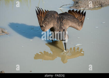 La Zambie, le parc national de South Luangwa, Mfuwe. (Hamerkop Scopus umbretta) sauvage : la pêche en petit bassin, aka hammerkop, hammerkopf. Banque D'Images