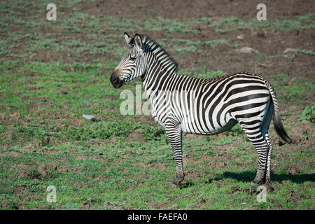 La Zambie, le parc national de South Luangwa, Mfuwe. Le zèbre de Crawshay (Wild : Equus quagga crawshayi) Banque D'Images