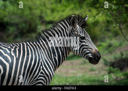 La Zambie, le parc national de South Luangwa, Mfuwe. Le zèbre de Crawshay (Wild : Equus quagga crawshayi) Banque D'Images