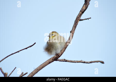 Chardonneret sur branche avec plumes fluffed Banque D'Images