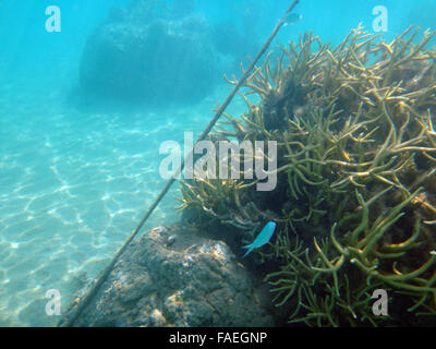 La vie marine dans le lagon de Moorea, Polynésie française. Banque D'Images