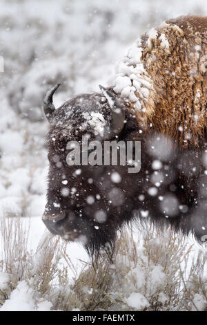 La neige s'accumule sur un bison au cours d'une tempête à la fin de l'hiver du Parc National de Grand Teton, Wyoming. Banque D'Images