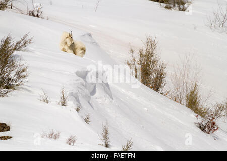 Une chèvre de montagne domine la neige pour compagnons près de Alpine, Wyoming dans le canyon de la rivière Snake. Banque D'Images