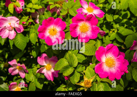 Bush de belle pink dog-roses dans un jardin. Plan horizontal Banque D'Images