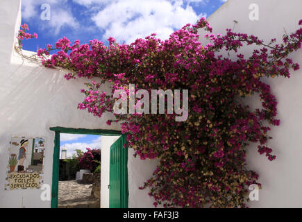 Un superbe Bougainvillier fleur pousse sur le mur d'un restaurant à côté d'un panneau près de toilettes accrocheur Yaiza sur l'île canarienne de Lanzarote, Espagne, 09 octobre 2015. Le paperflower Bougainvillea, également appelé, appartient à la famille Nyctaginaceae. Photo : Peter Zimmermann - AUCUN FIL SERVICE - Banque D'Images