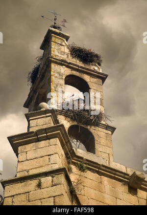 La nidification des cigognes sur un clocher d'église dans la vieille ville médiévale de Caceres Banque D'Images