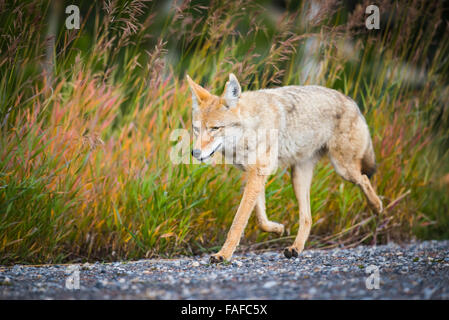 Coyote sauvage dans un pré en bordure de la chasse dans les Montagnes Rocheuses de l'Alberta Canada Banque D'Images