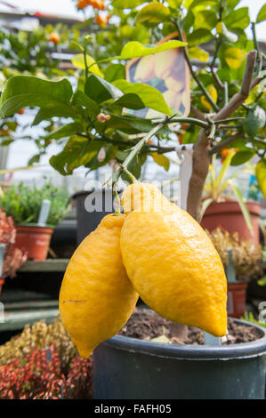 Deux gros citrons sur un petit arbre en pot Banque D'Images