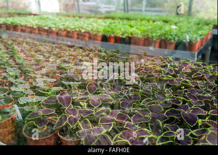 L'intérieur d'un ensemble industriel maison verte avec des plantes en pots Banque D'Images