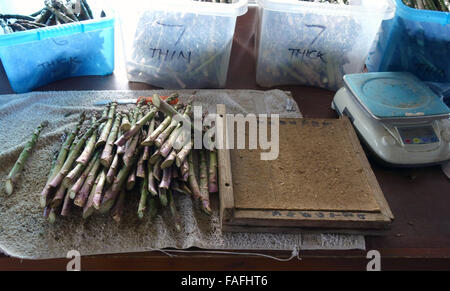Graisse Fine asperges anglais sont disposés en grappes pour la vente ; Banque D'Images