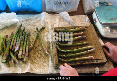 Graisse Fine asperges anglais sont disposés en grappes pour la vente ; Banque D'Images